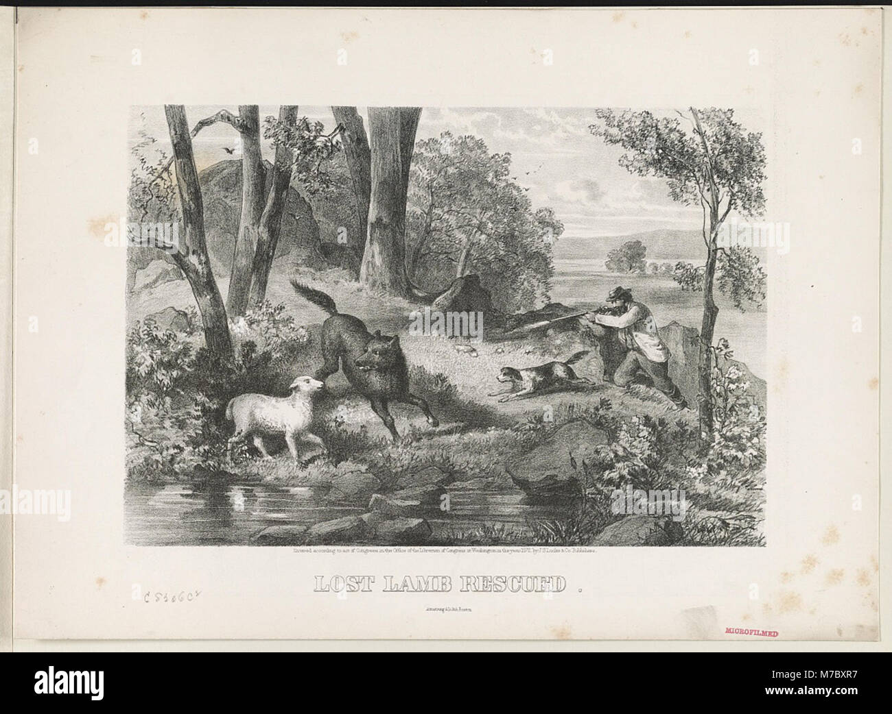 Questa fotografia mostra un agnello smarrito che viene salvato, catturando il momento di assistenza e cura nel recupero dell'animale. L'immagine mette in evidenza gli sforzi di compassione e salvataggio. Foto Stock