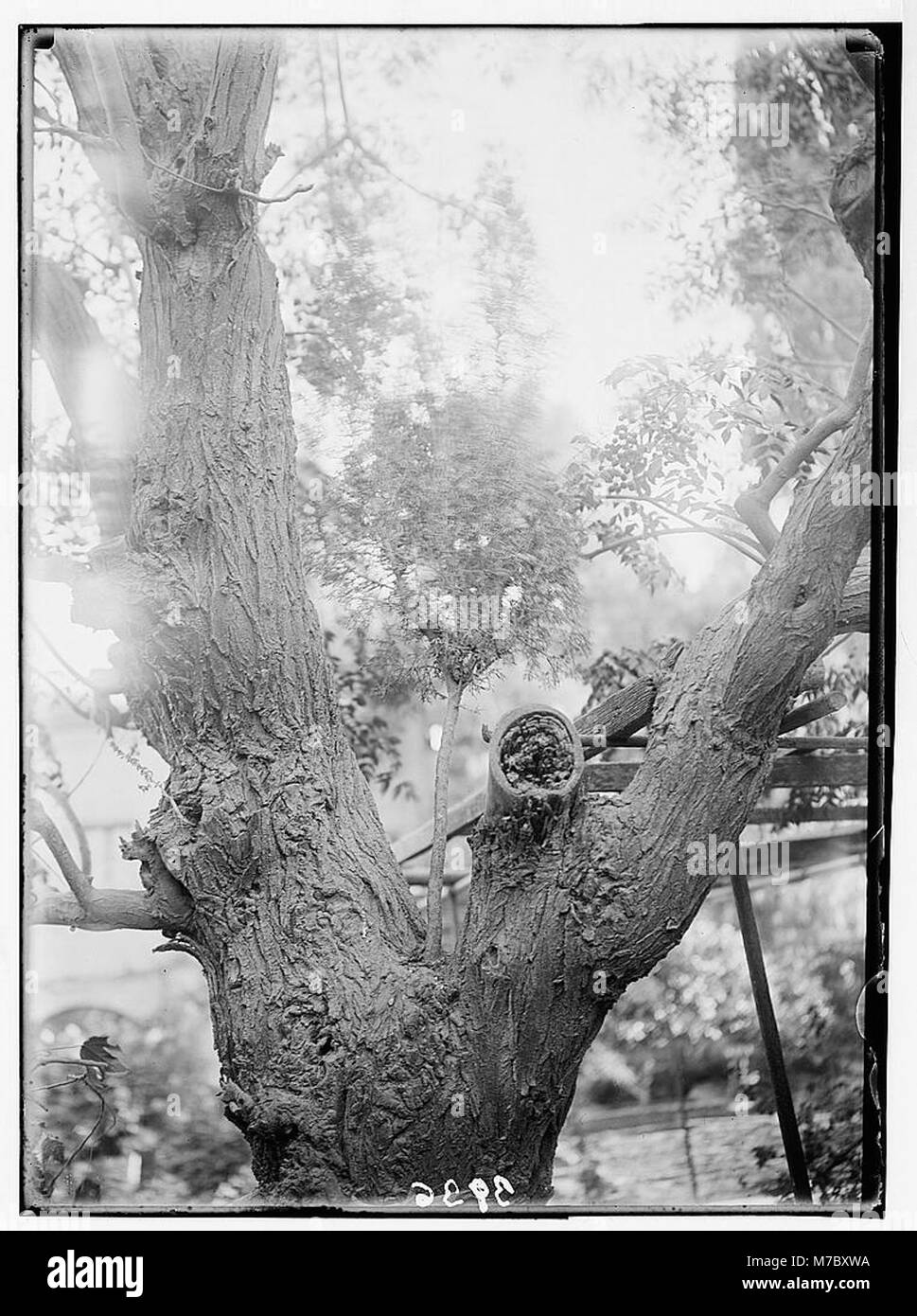 Agricoltura, ecc. La crescita fenomenale di un cipresso dal tronco di un lilla persiano tree matpc LOC.02962 Foto Stock