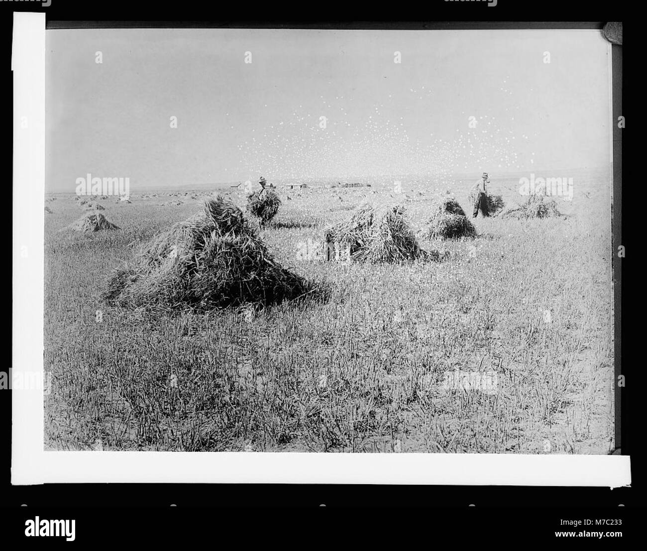 Fotografia di individui che vivono in conchiglie, probabilmente legate a lavori agricoli, eventualmente cotone o colture simili. Foto Stock