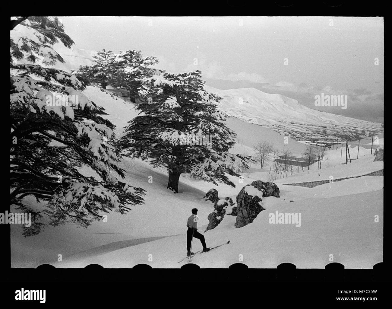 Cedri. Aprire mountain sweep sotto i cedri LOC matpc.22690 Foto Stock