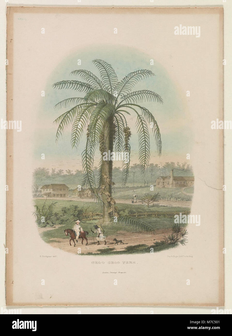 Una fotografia dell'albero di Groo groo, che mostra il suo aspetto unico e il suo significato in un ambiente naturale. Foto Stock