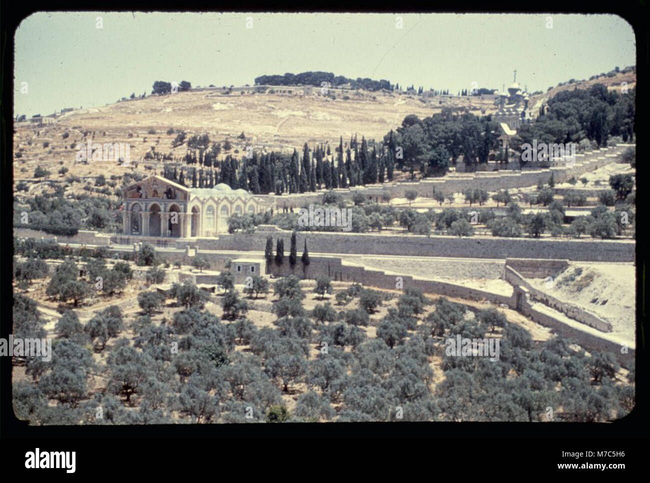Un uliveto nella valle del Kedron di Gerusalemme con il Giardino del Getsemani visibile in lontananza, un punto di riferimento storico e religioso. Foto Stock
