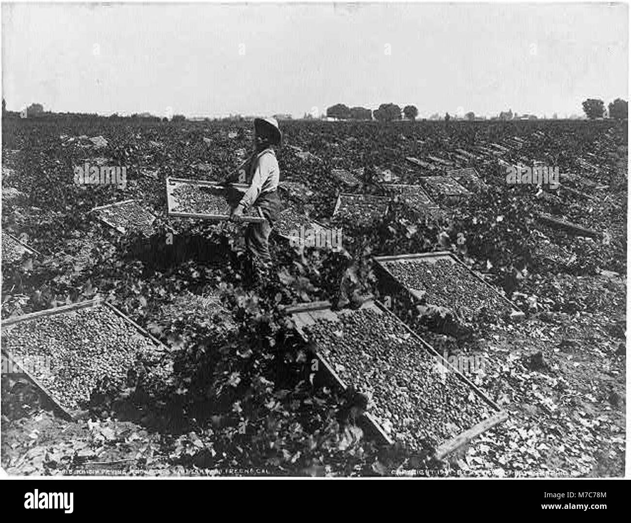 Uva passa rack di asciugatura in un vigneto a Fresno, Cal. LCCN2002699527 Foto Stock