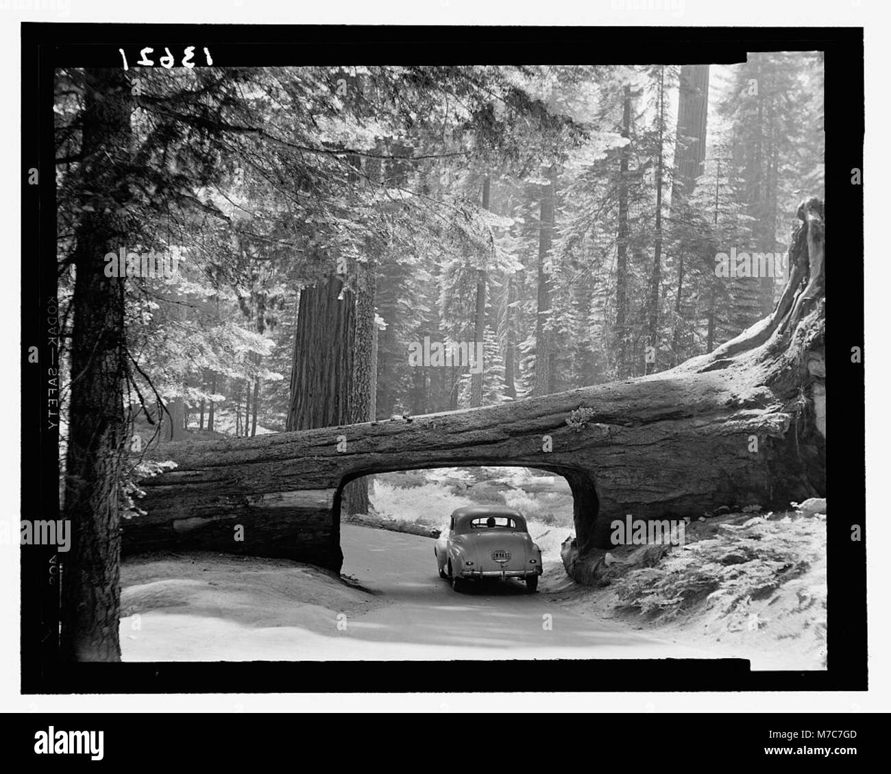 Un'auto attraversa un passaggio scolpito in un albero di sequoia caduto, noto come Tunnel Log, situato nel Parco Nazionale delle sequoie. Questa immagine, catturata nel settembre 1957, mostra la bellezza naturale del parco e le sue attrazioni uniche. Foto Stock