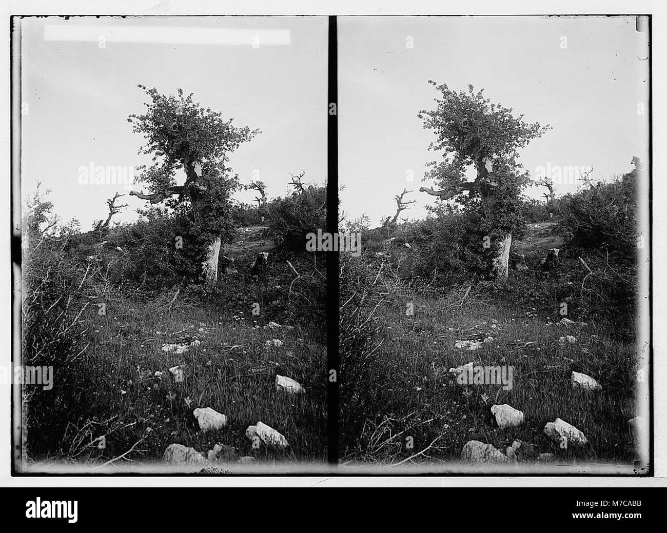 Questa immagine mostra un tipico albero di quercia nella foresta a est del fiume Giordano, vicino al Mar morto. Riflette l'ambiente naturale della regione e la sua vegetazione distinta. Foto Stock