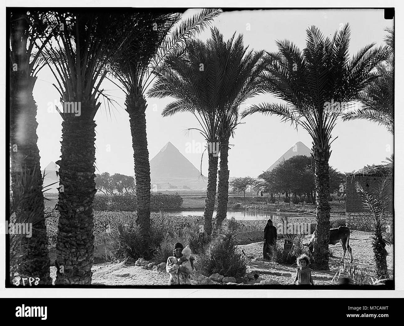 L'Egitto. Tipi e agricoltura. Campi di mais & palmgrove (piramidi visto attraverso le palme) matpc LOC.03865 Foto Stock