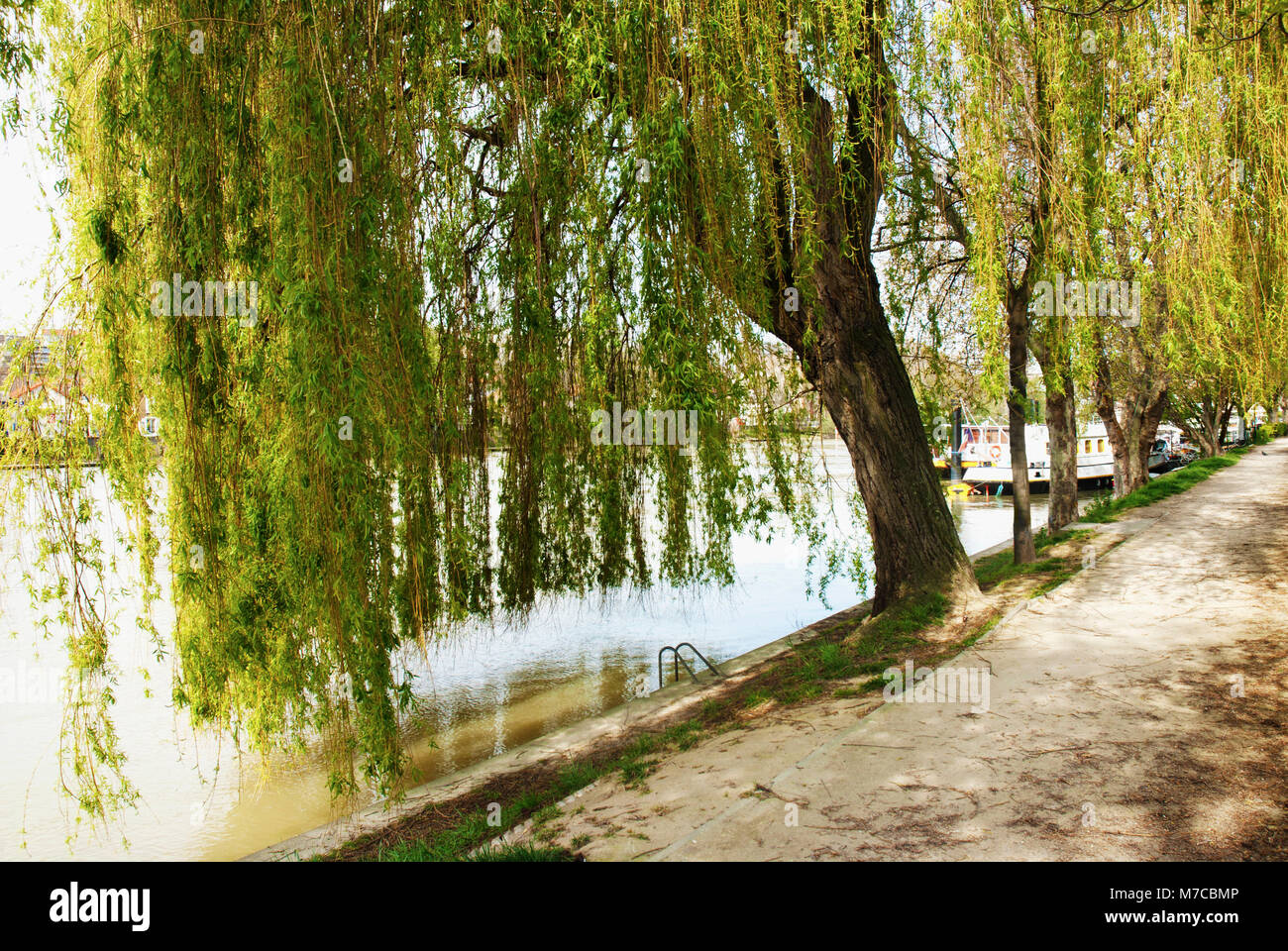 Alberi sulla riva del fiume Foto Stock