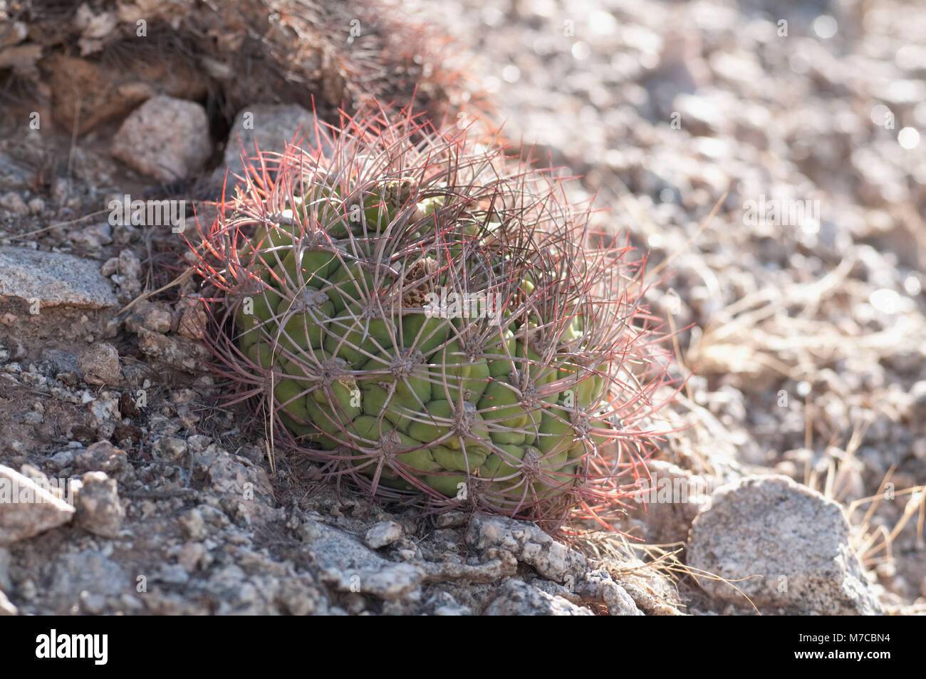 Le spine del Cardon cactus (Pachycereus Pringlei), La Rioja Provincia, Argentina Foto Stock