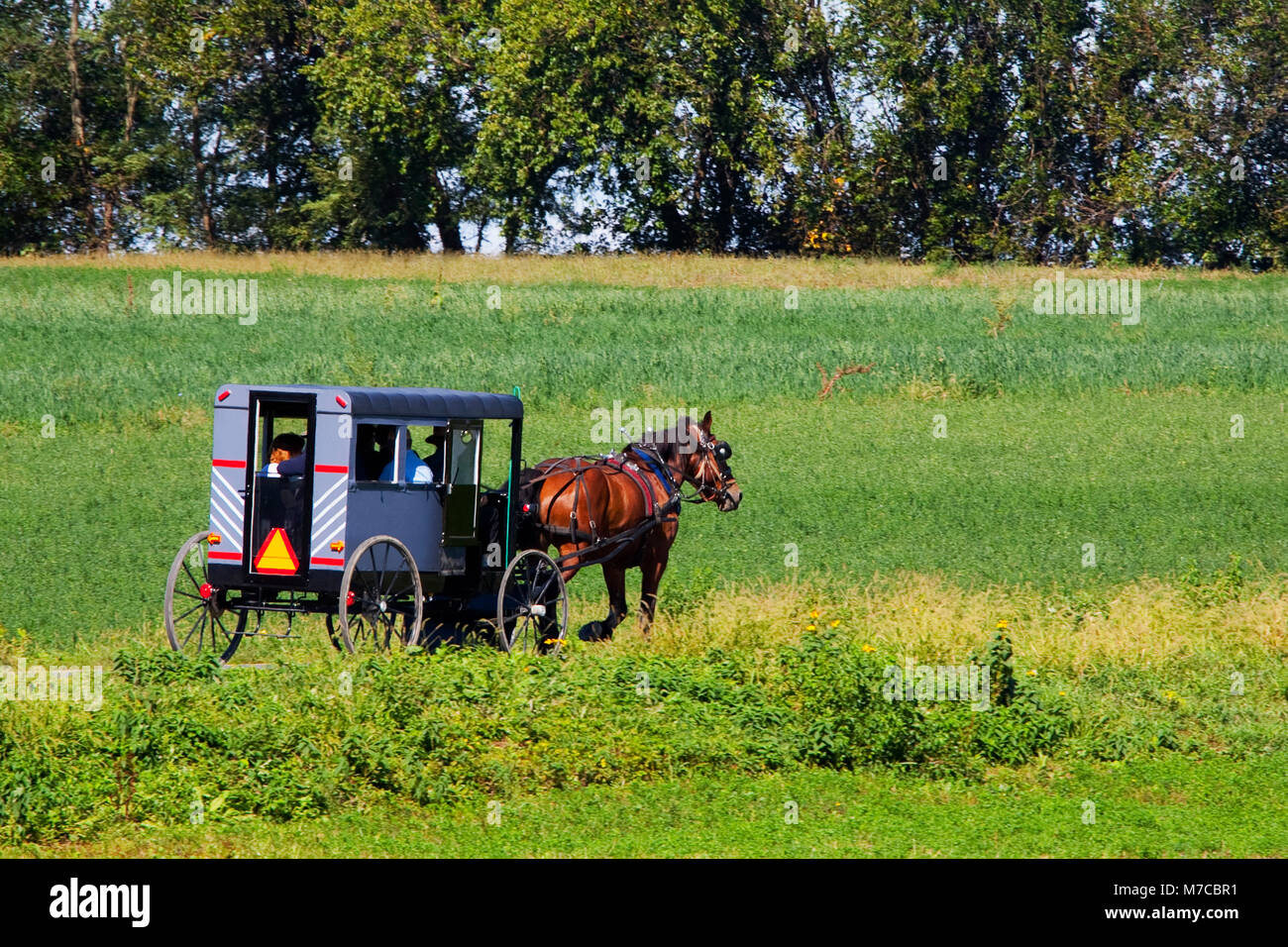 Carrello cavallo in un campo, fattoria Amish, a Lancaster, Pennsylvania, STATI UNITI D'AMERICA Foto Stock