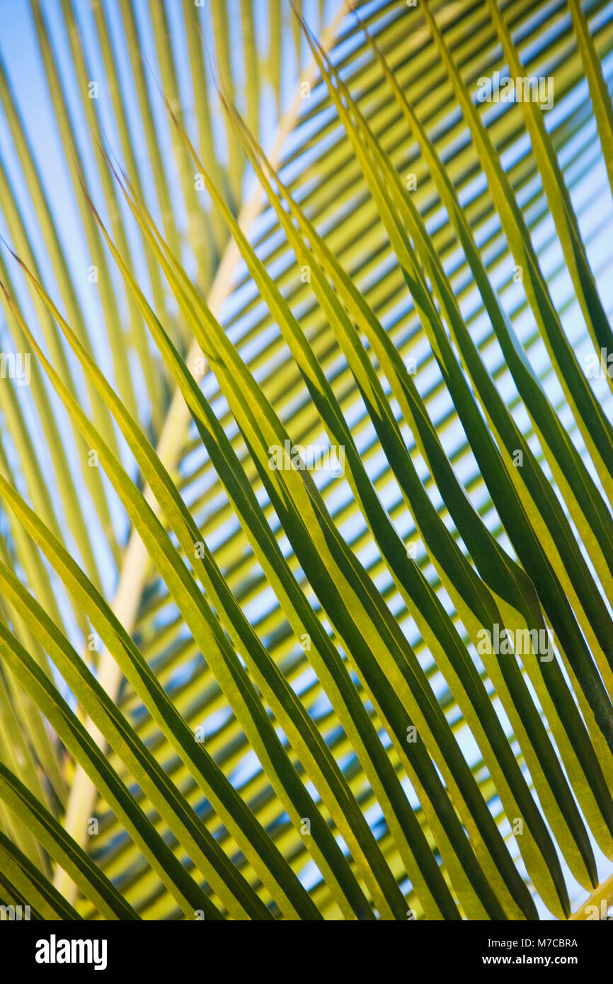Close-up di una foglia di palma Foto Stock