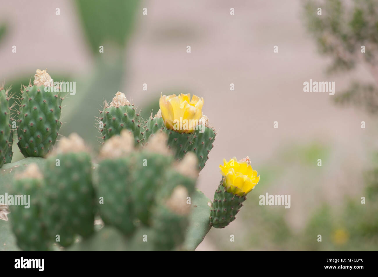 Close-up di fiori di cactus, La Rioja Provincia, Argentina Foto Stock