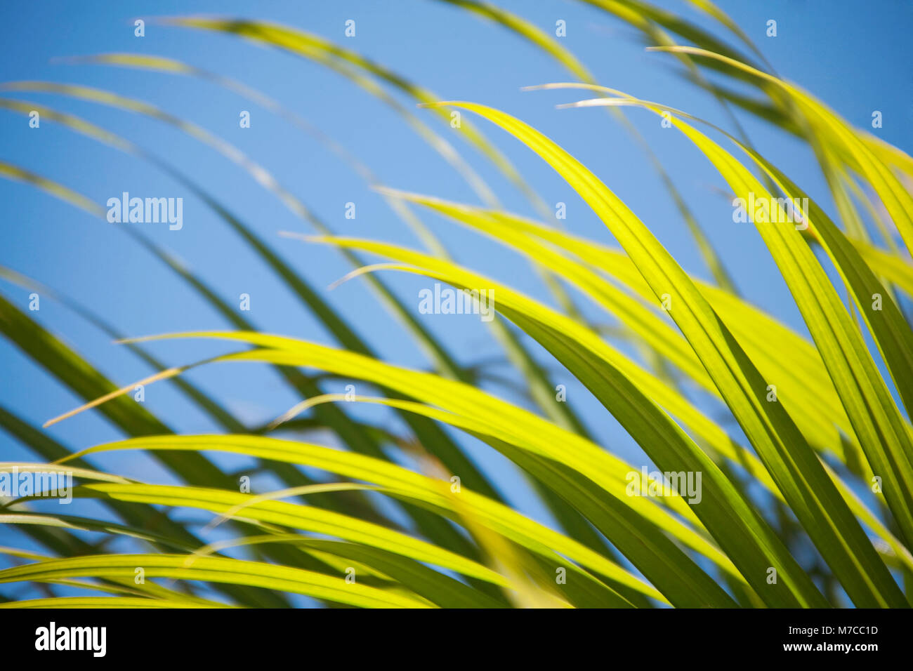 Close-up di una foglia di palma Foto Stock