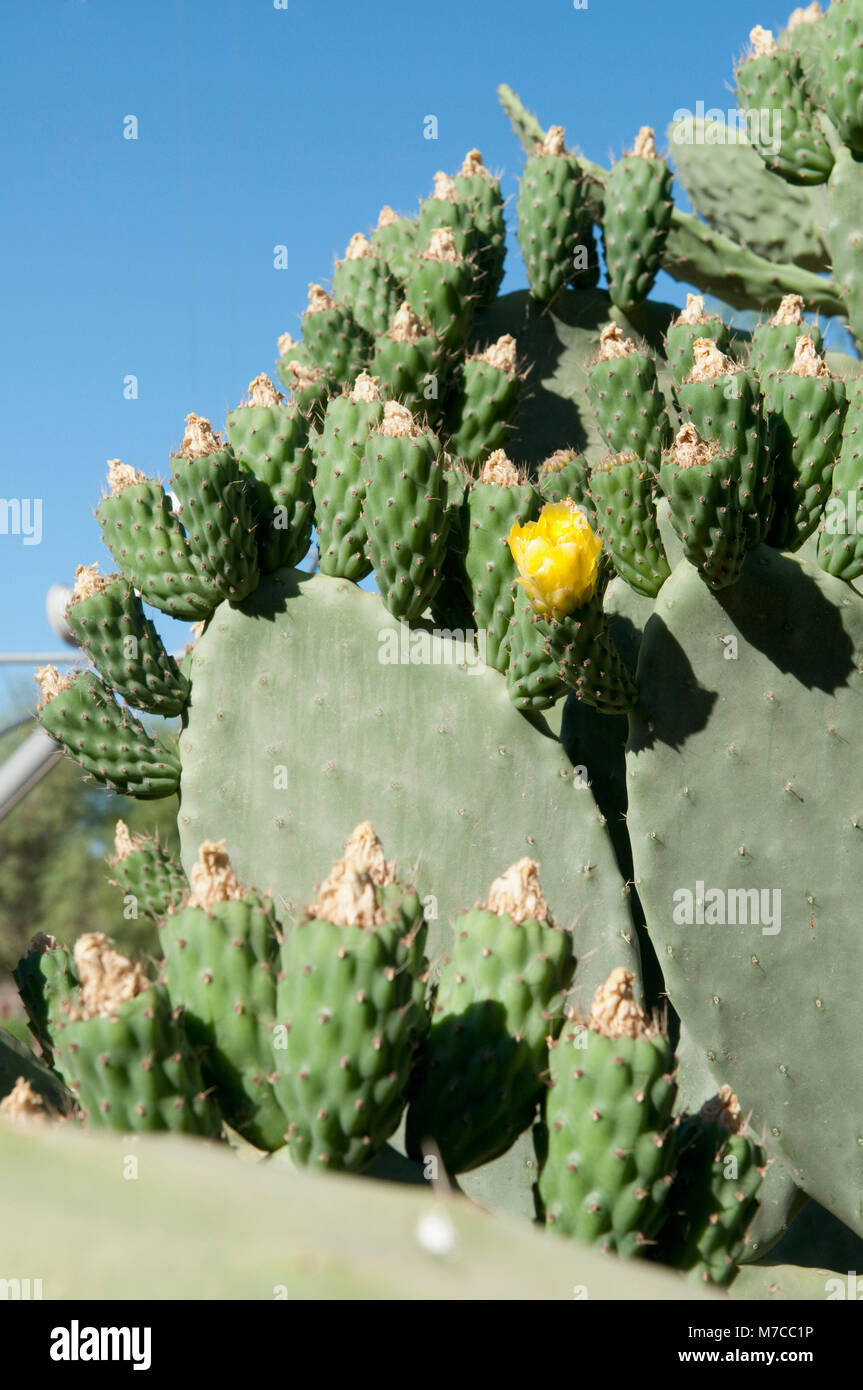 Close-up di fiori di cactus, La Rioja Provincia, Argentina Foto Stock
