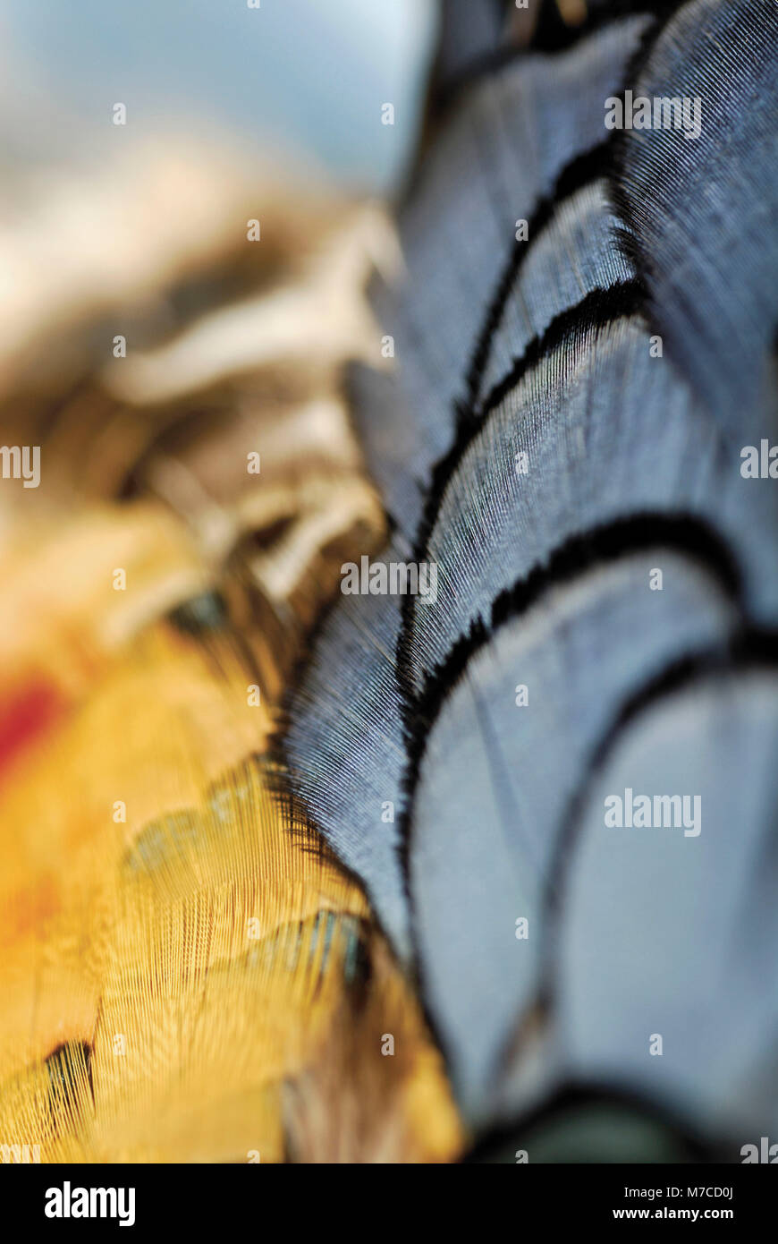 Close-up di golden pheasant piume Foto Stock