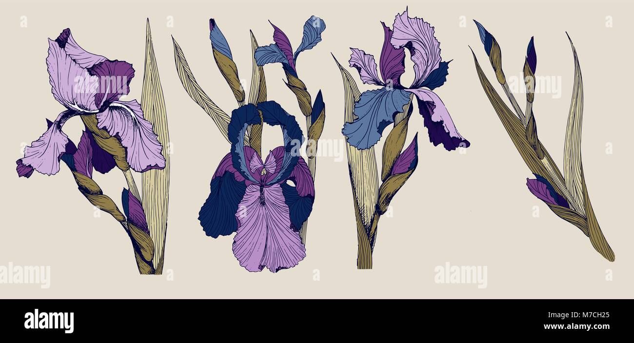 Iride fiori di clip-art vettoriali set di quattro isolatet botanica toile de gioia immagini Illustrazione Vettoriale
