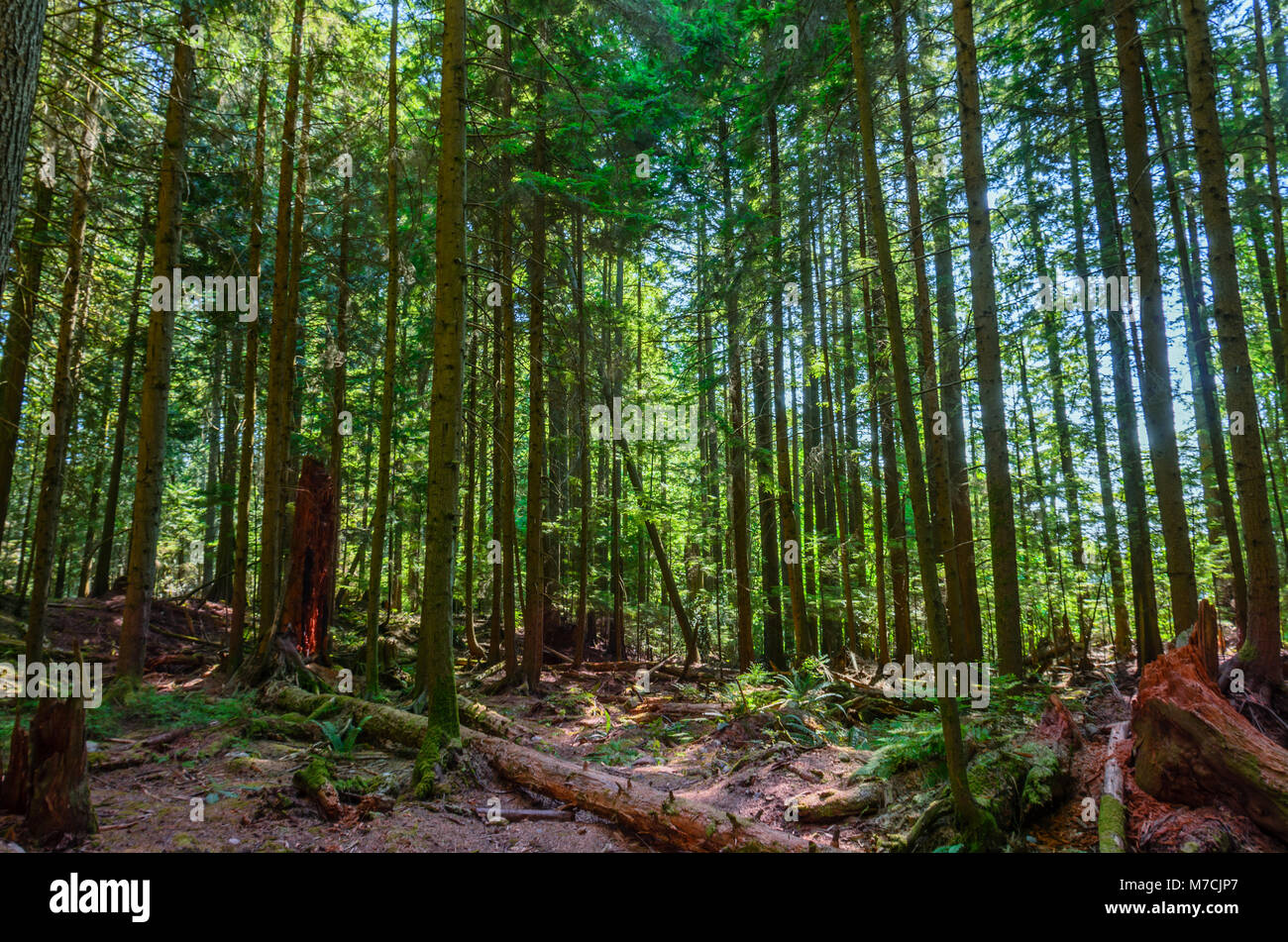 Una fitta foresta subtropicale con alberi di alto fusto. Gli alberi caduti e recedono monconi coperti con moss giacciono a terra, coperto con chip rossi in estate su Foto Stock