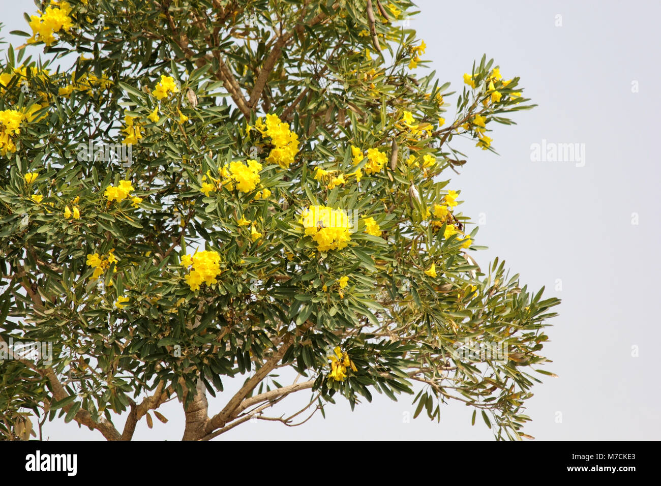 Albero d oro, argento bellissima struttura a campana Foto Stock