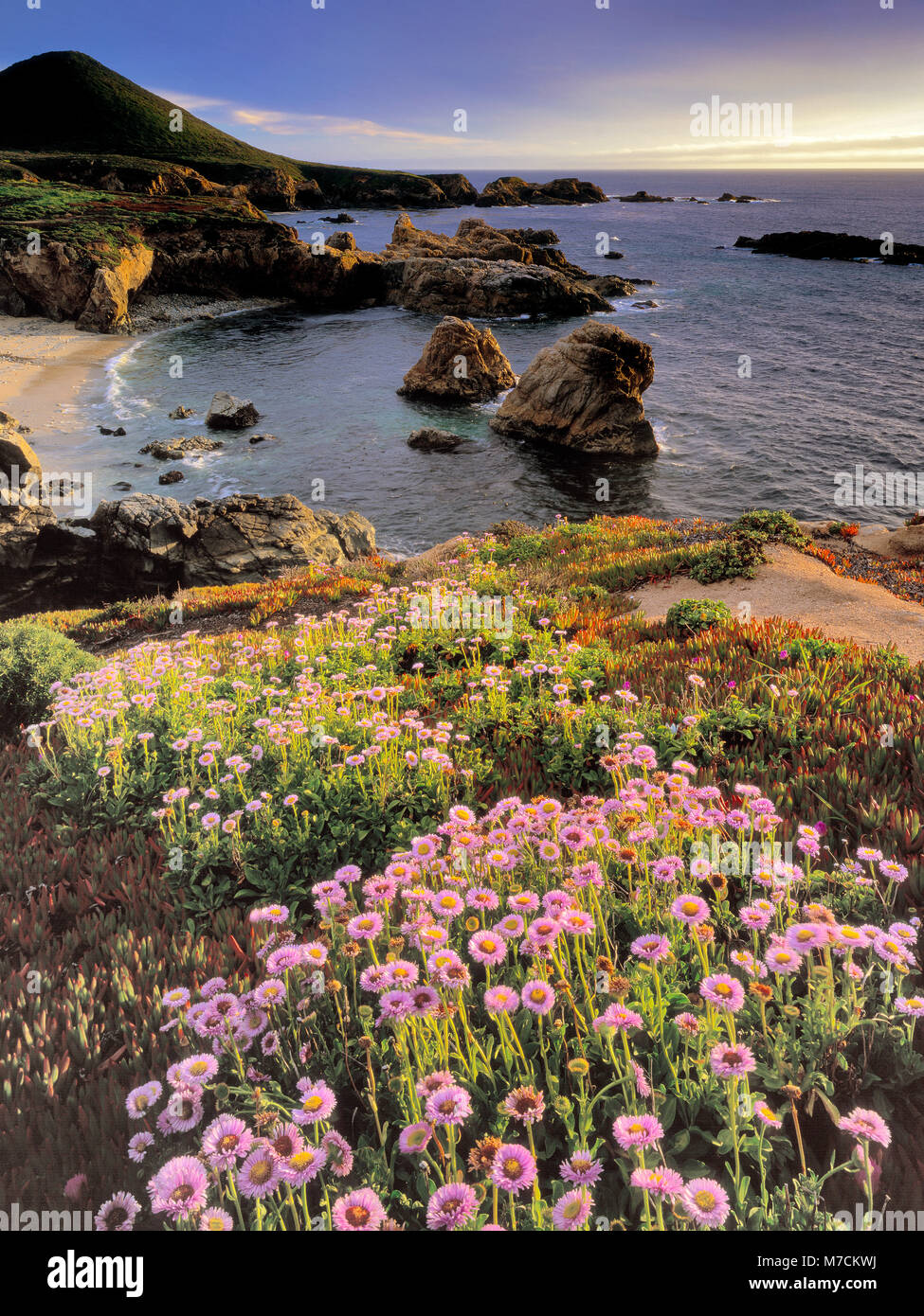 Margherite di mare, Erigeron glaucus, Garrapata State Park, Big Sur, Monterey County, California Foto Stock