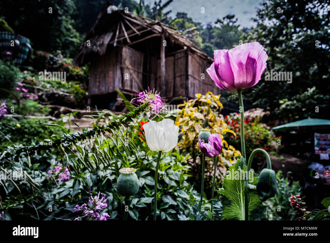 Papavero fiore è stato piantato per lo spettacolo di Hmong ...
