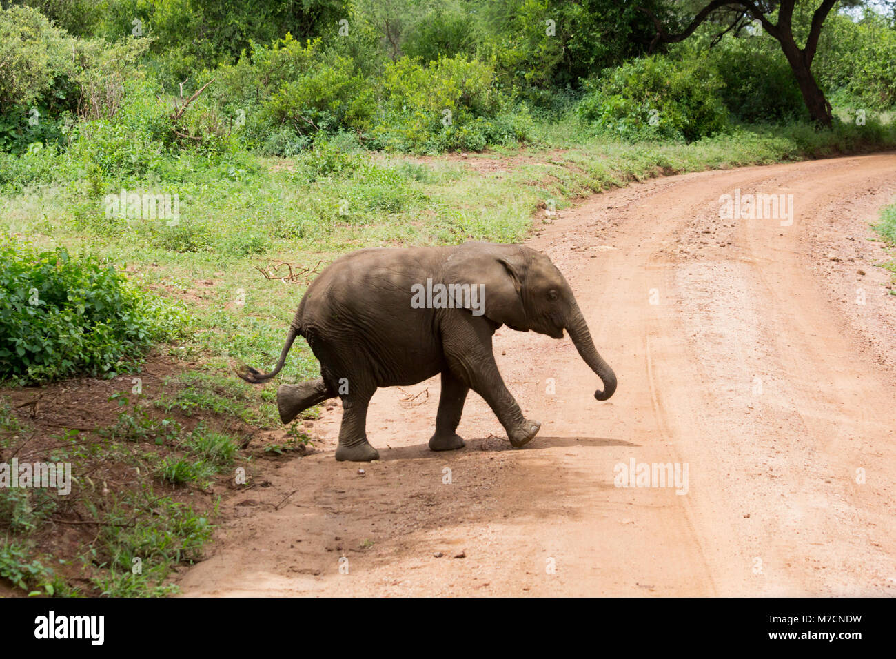 Baby elefante africano (Loxodonta africana) che attraversa una pista polverosa nel Parco Nazionale del Lago Manyara, Tanzania, a maggio. Foto Stock