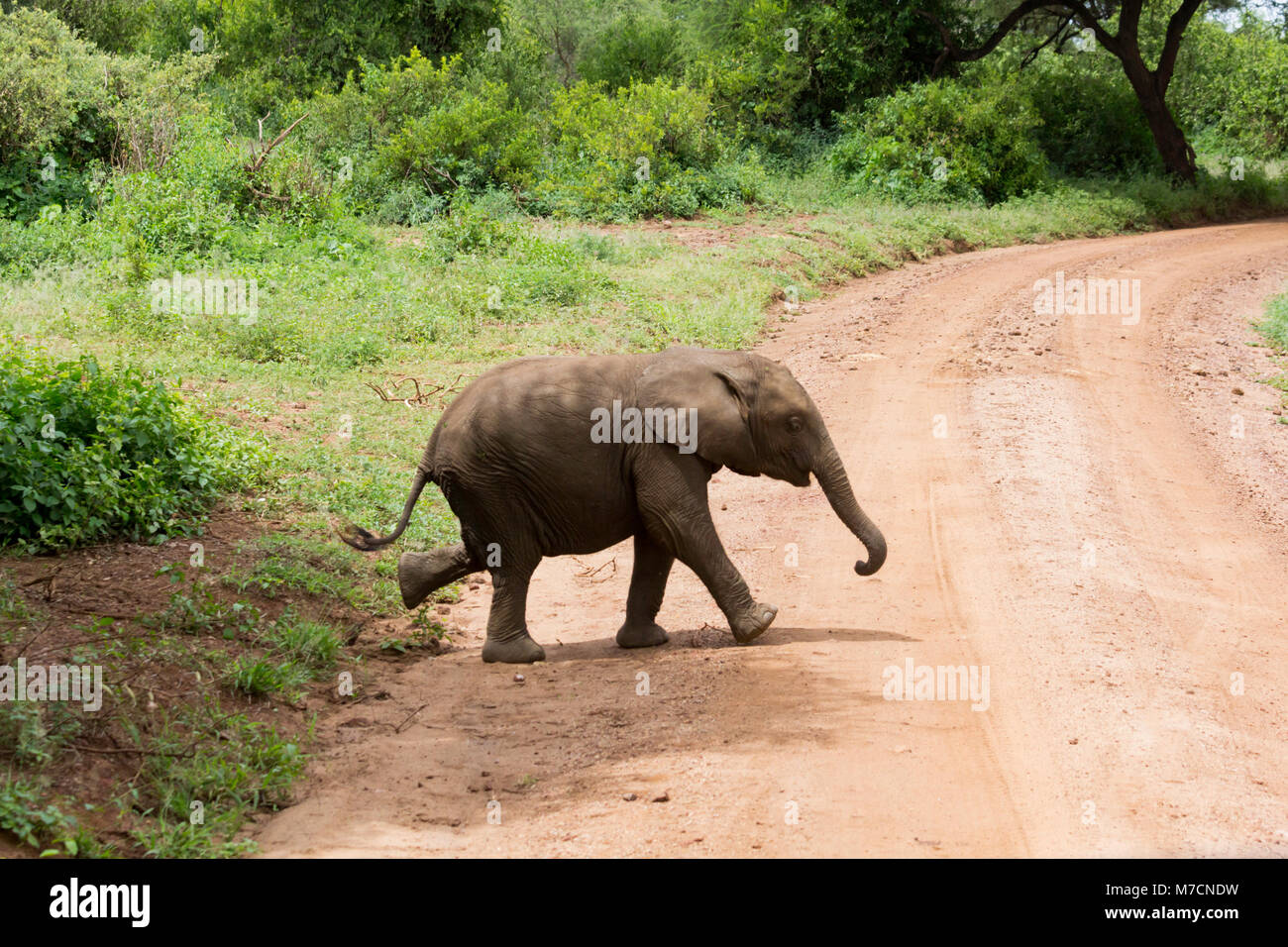 Baby Elephant camminare su una pista polverosa in Lake Manyara National Park, Tanzania in maggio. Foto Stock