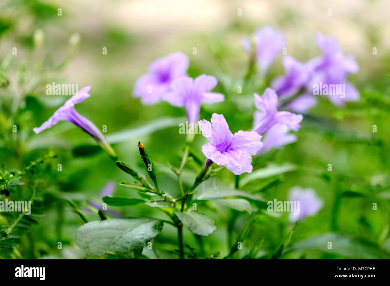 Primo piano i piccoli fiori viola con molte foglie verdi in giardino Foto Stock