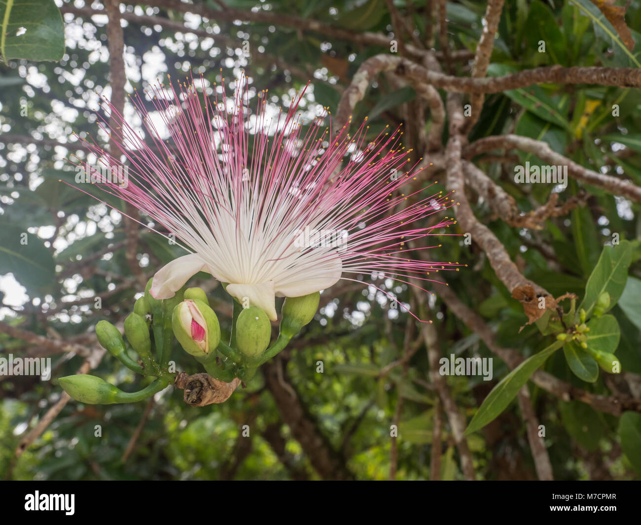 Fiore di Barringtonia asiatica, pesce Poison Tree, veleno di mare albero di quercia indiano (Barringtonia racemosa Roxb), Notte fioritura gelsomino, notte gelsomino, Foto Stock