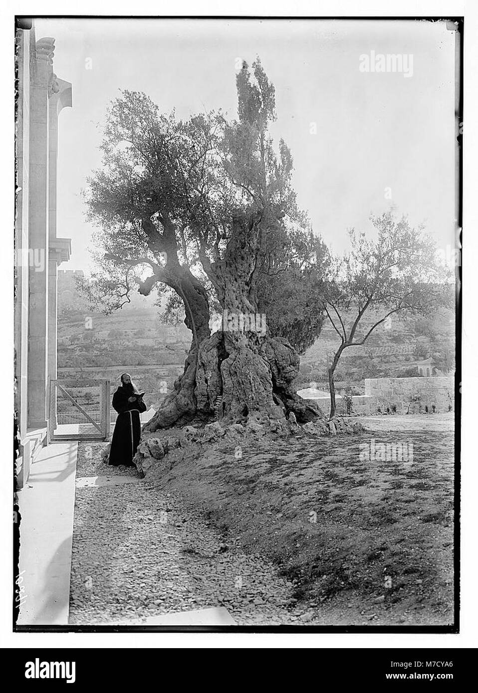 Francescano Padre pregando sotto 'albero di agonia' matpc LOC.04207 Foto Stock