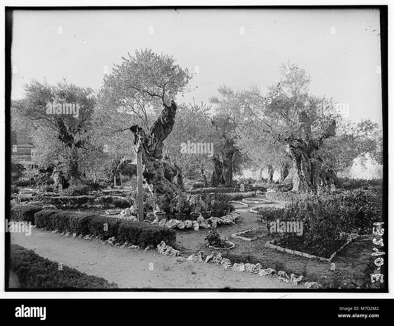 Una vista del Giardino del Getsemani, un sito sacro a Gerusalemme, noto per il suo significato biblico come il luogo in cui Gesù pregò prima del suo arresto. Foto Stock