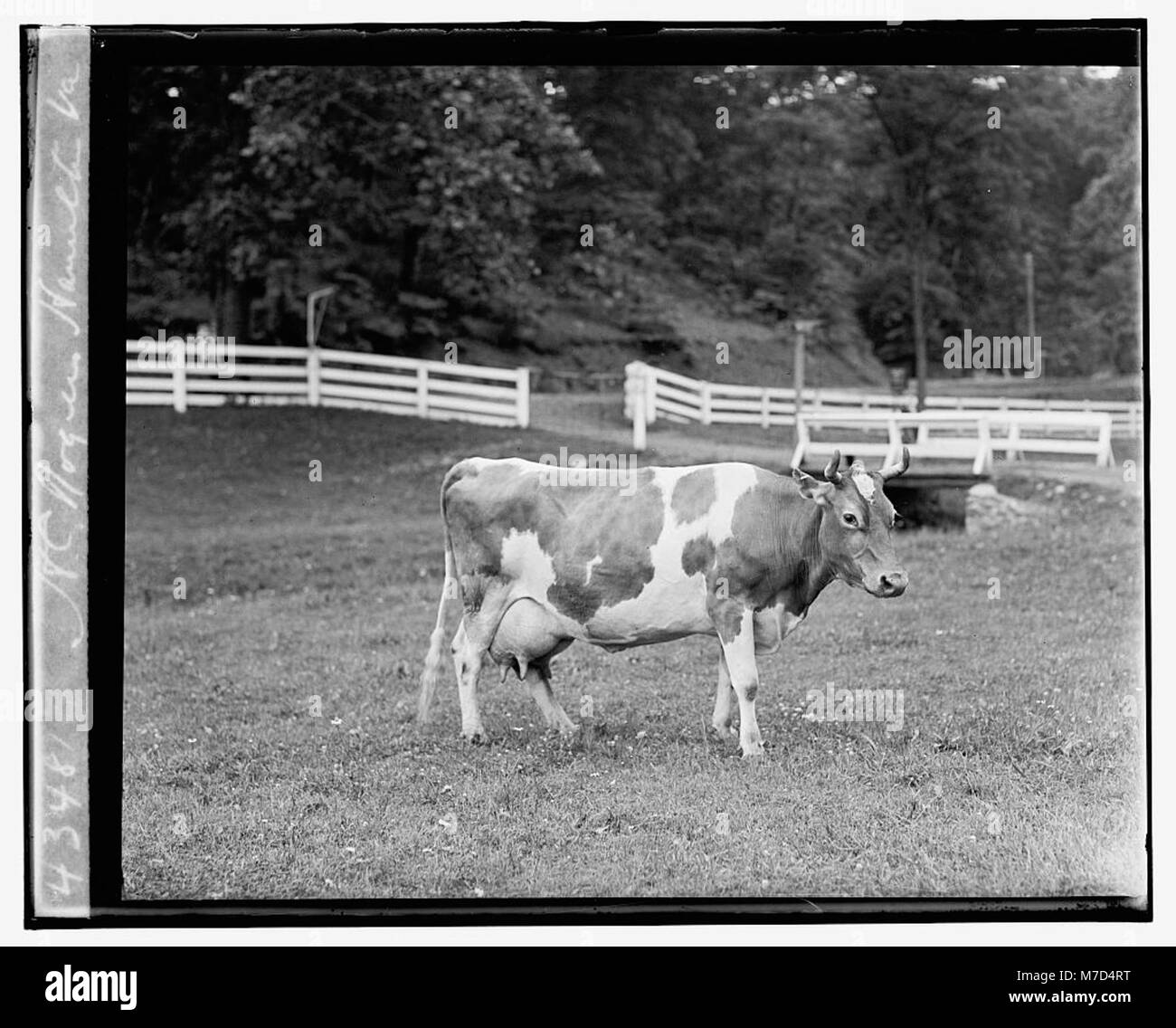 Un ritratto di H.C. Rogers, una figura notevole di Hamilton, Virginia. Questa immagine cattura il suo significato professionale e personale durante i primi anni del XX secolo, evidenziando il suo ruolo nella comunità locale. Foto Stock