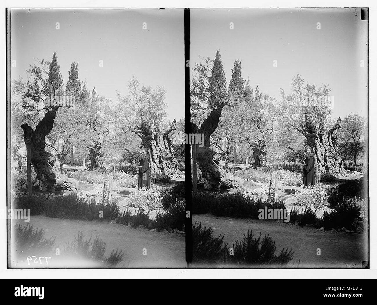 Una raffigurazione del Giardino del Getsemani, un importante sito religioso nella tradizione cristiana, che mostra l'ambiente tranquillo in cui Gesù pregò prima della sua crocifissione. Foto Stock Una raffigurazione del Giardino del Getsemani, un importante sito religioso nella tradizione cristiana, che mostra l'ambiente tranquillo in cui Gesù pregò prima della sua crocifissione. Foto Stock