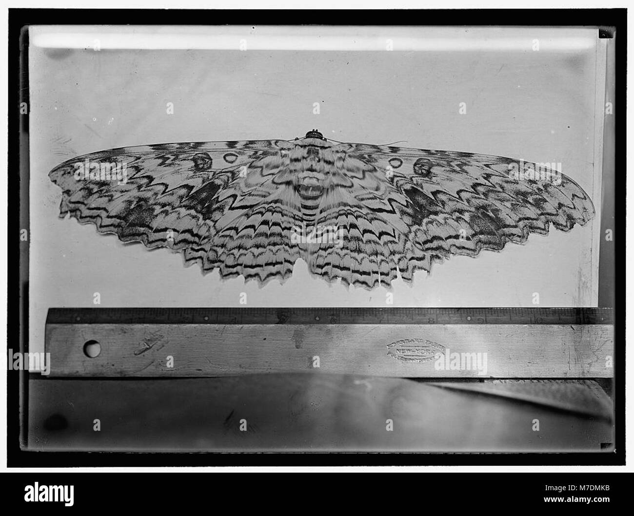 Una fotografia dettagliata di una falena che cattura le ali e le caratteristiche con una messa a fuoco nitida. L'immagine enfatizza la bellezza e il design naturale dell'insetto. Foto Stock