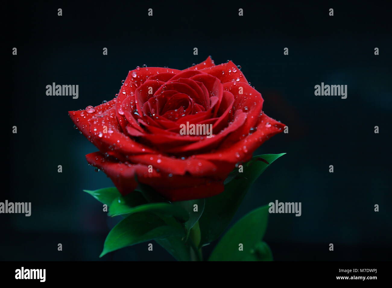 Flower Rose Red romanticismo natura amore romantico acqua Valenti innovazione creativa Foglia Nera bella bellezza incredibile super best top garden Rugiada di mattina Foto Stock