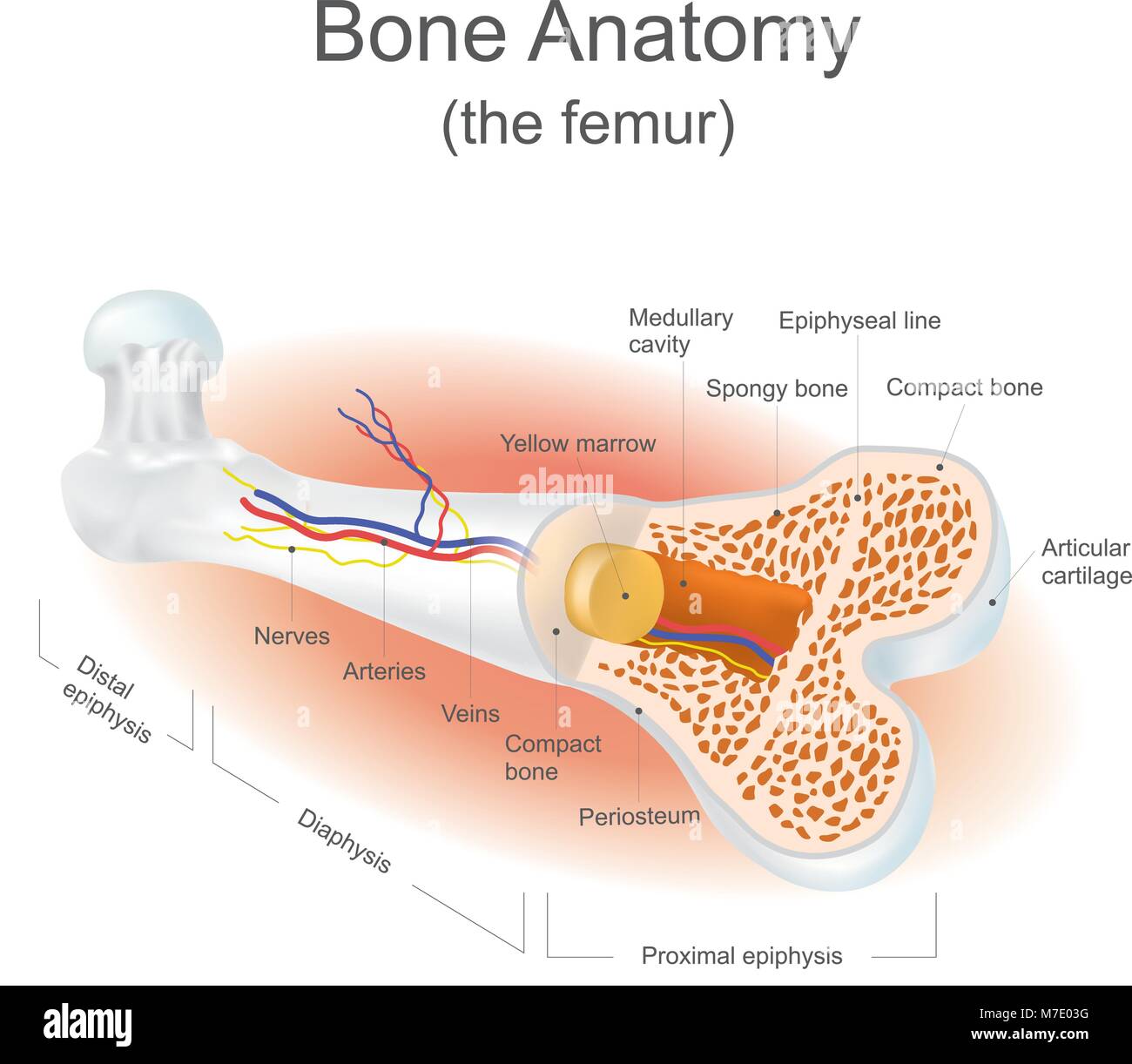 Il femore è il più forte nel corpo il tessuto osseo. Info vettore grafico. Illustrazione Vettoriale