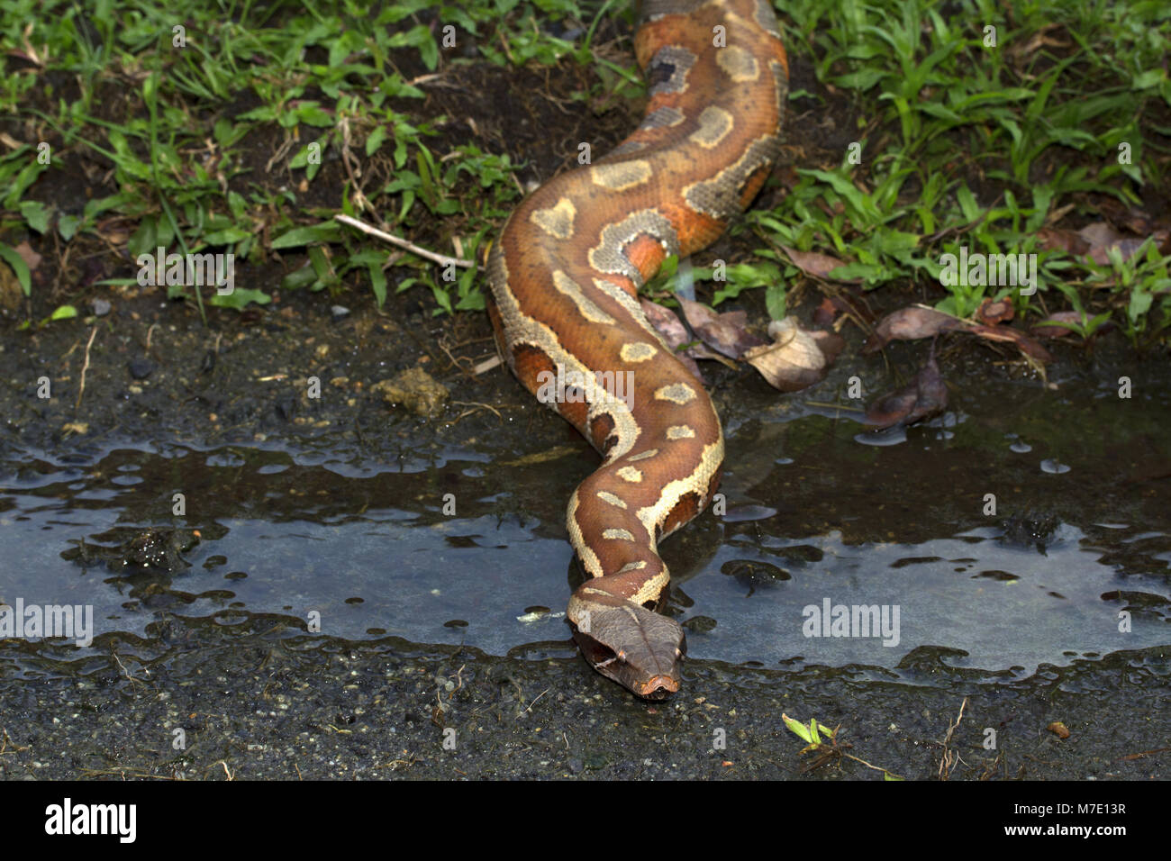 Sangue malese Python Foto Stock