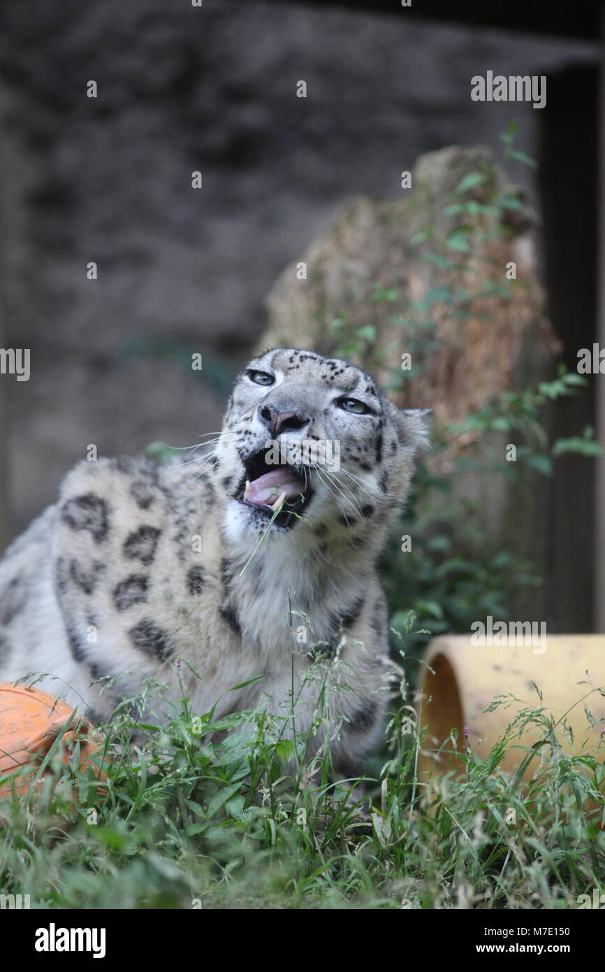 Alta risoluzione snow leopard le foto scattate a Tokyo Foto Stock