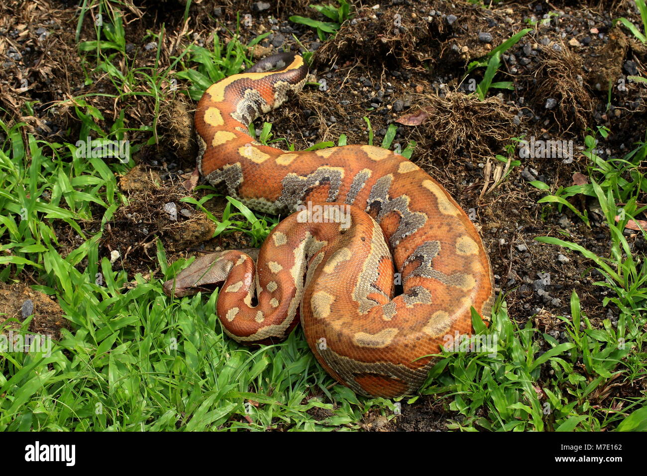 Sangue malese Python Foto Stock