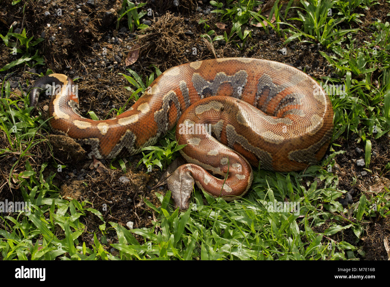 Sangue malese Python Foto Stock