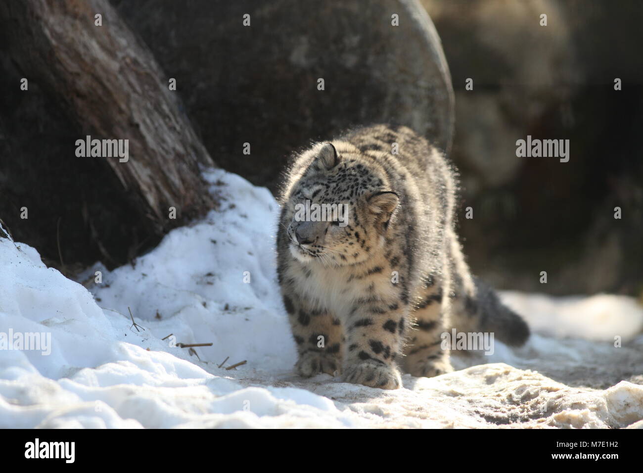 Alta risoluzione snow leopard le foto scattate a Tokyo Foto Stock