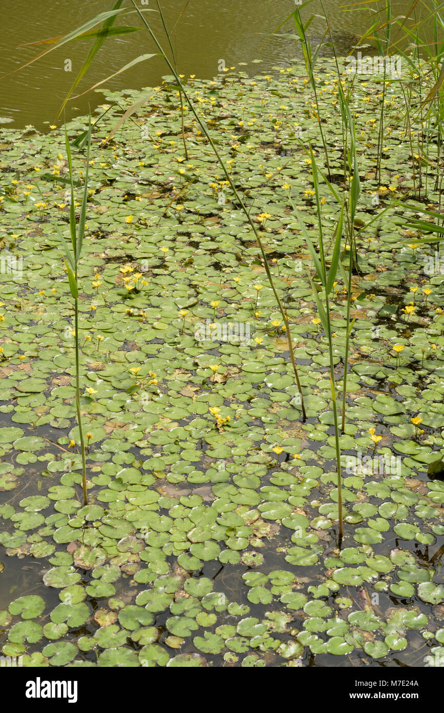Orlata di acqua-lily, Nymphoides peltata Foto Stock