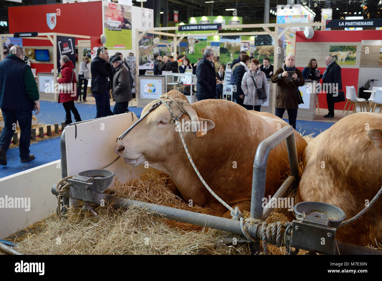 Blonde d'Aquitaine i bovini e i visitatori a Parigi Fiera agricola internazionale o Salon International de l'agricoltura Parigi Francia Foto Stock