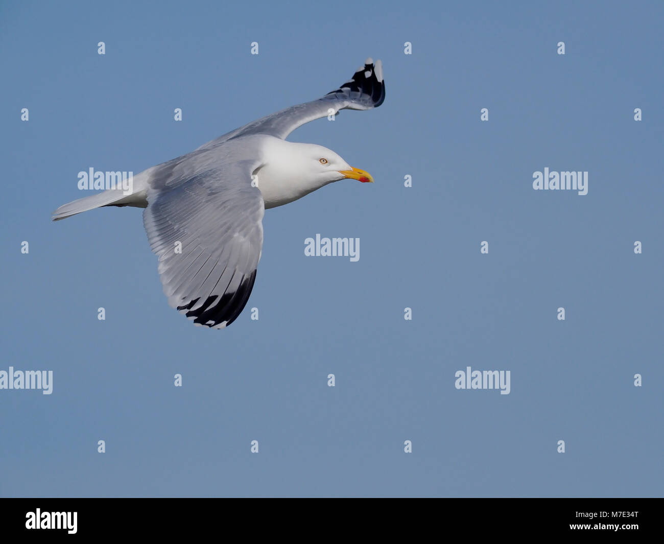 Aringa gabbiano, Larus argentatus, singolo uccello in volo. Norfolk, Febbraio 2018 Foto Stock