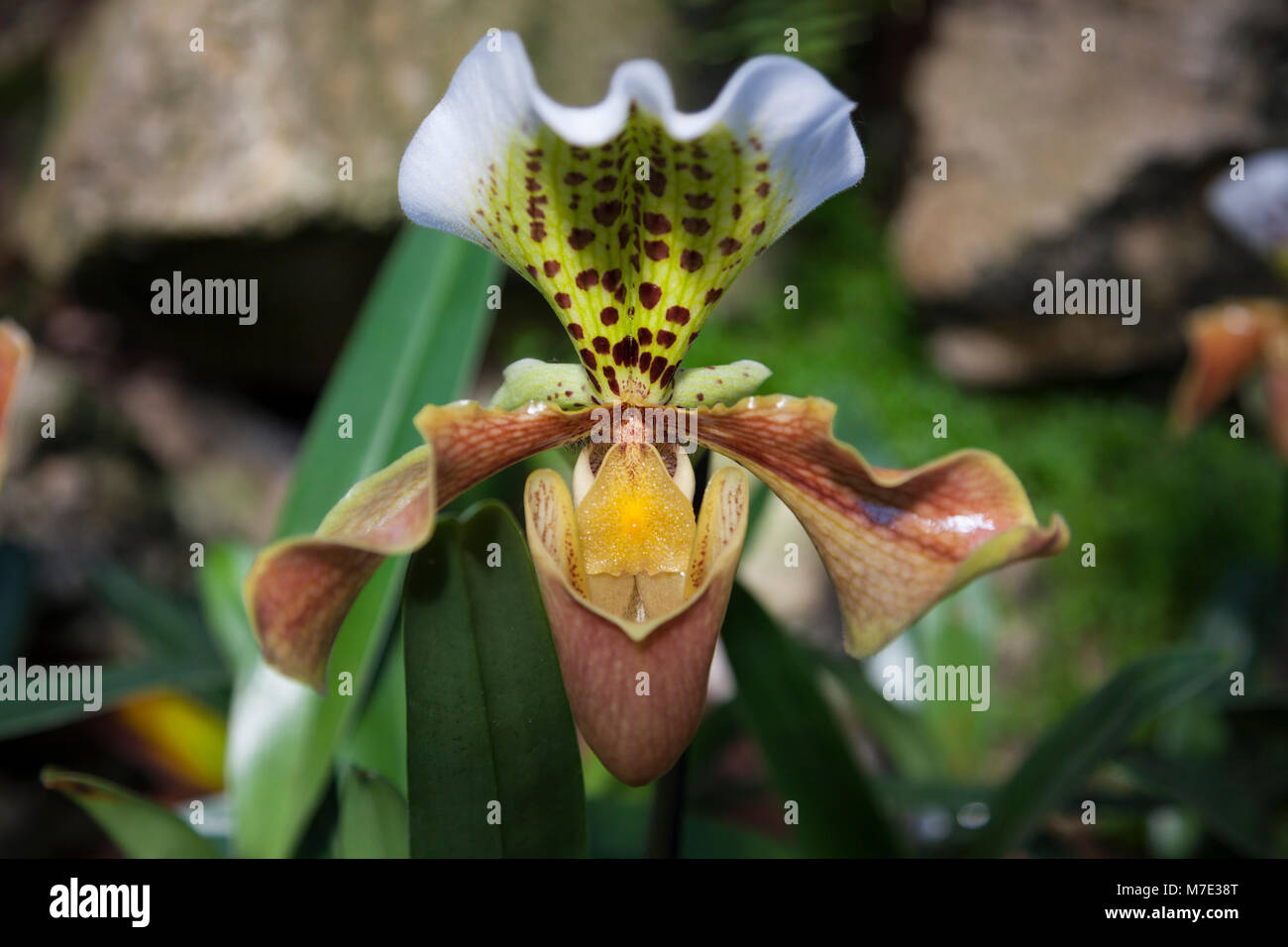 Paphiopedilum 'slipper' orchid all'Orchid Festival di Kew Gardens 2018 Foto Stock