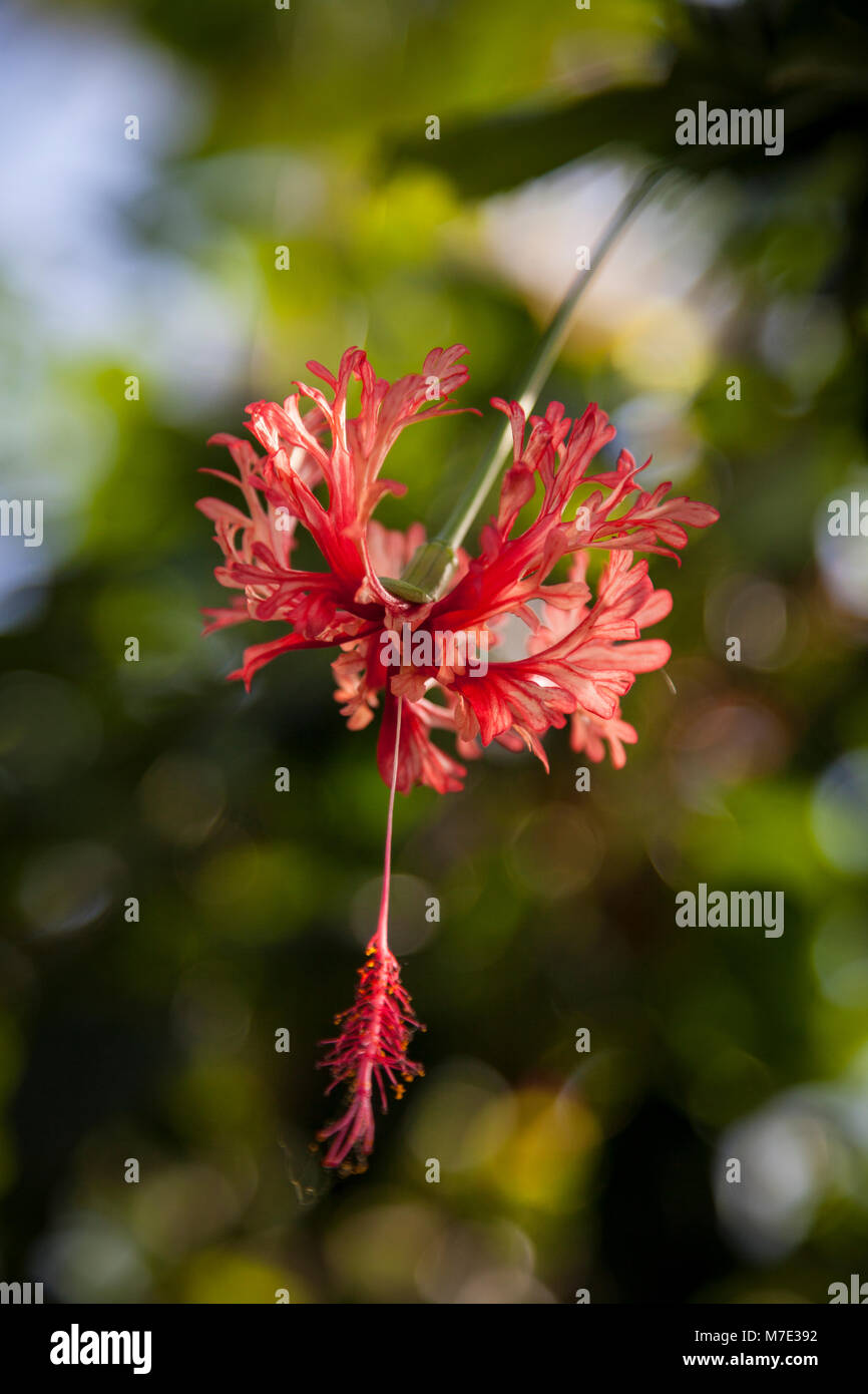 Hibiscus schizopetalus 'Frilly hibiscus' all'Orchid Festival di Kew Gardens 2018 Foto Stock