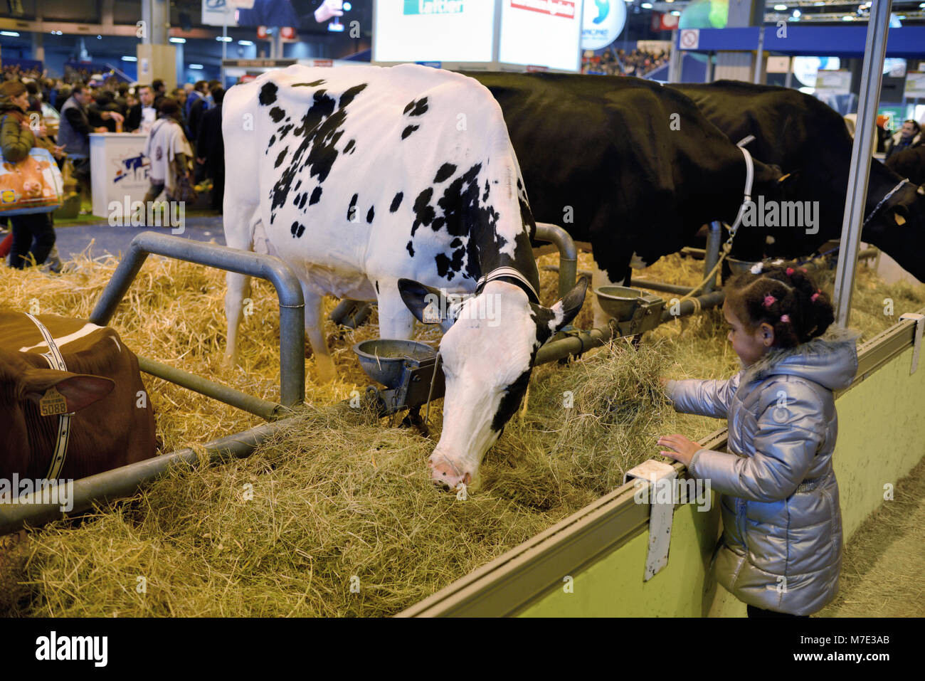 Il frisone Cow & ragazza giovane visitatore a Parigi Fiera agricola internazionale, o Salon International de l'Agriculture (ISA), Parigi Francia Foto Stock