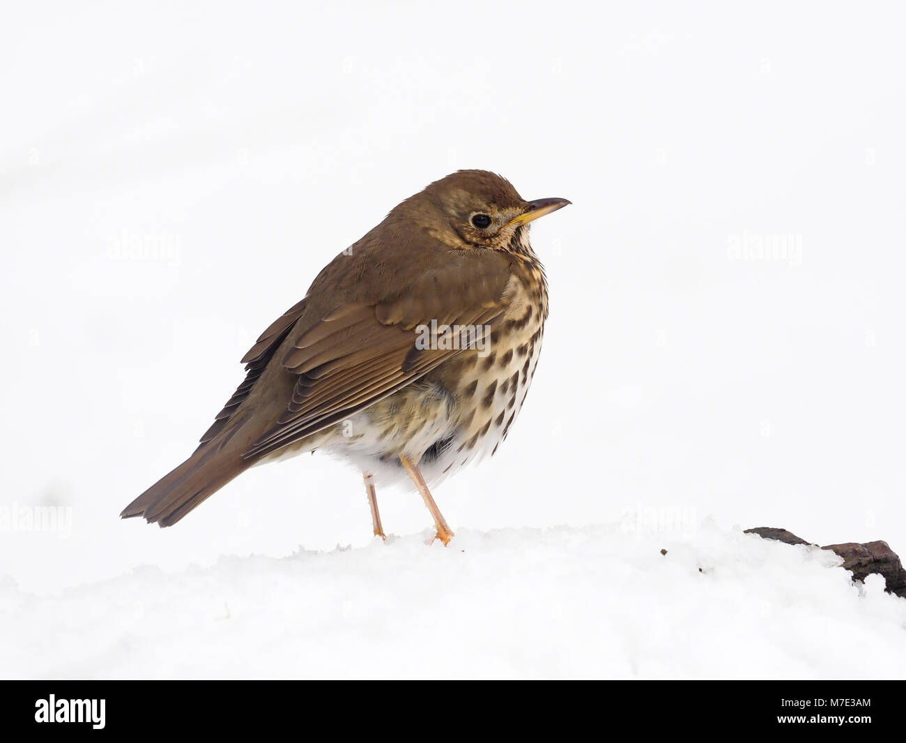 Tordo bottaccio, Turdus philomelos, singolo uccello in snow, Warwickshire, Marzo 2018 Foto Stock