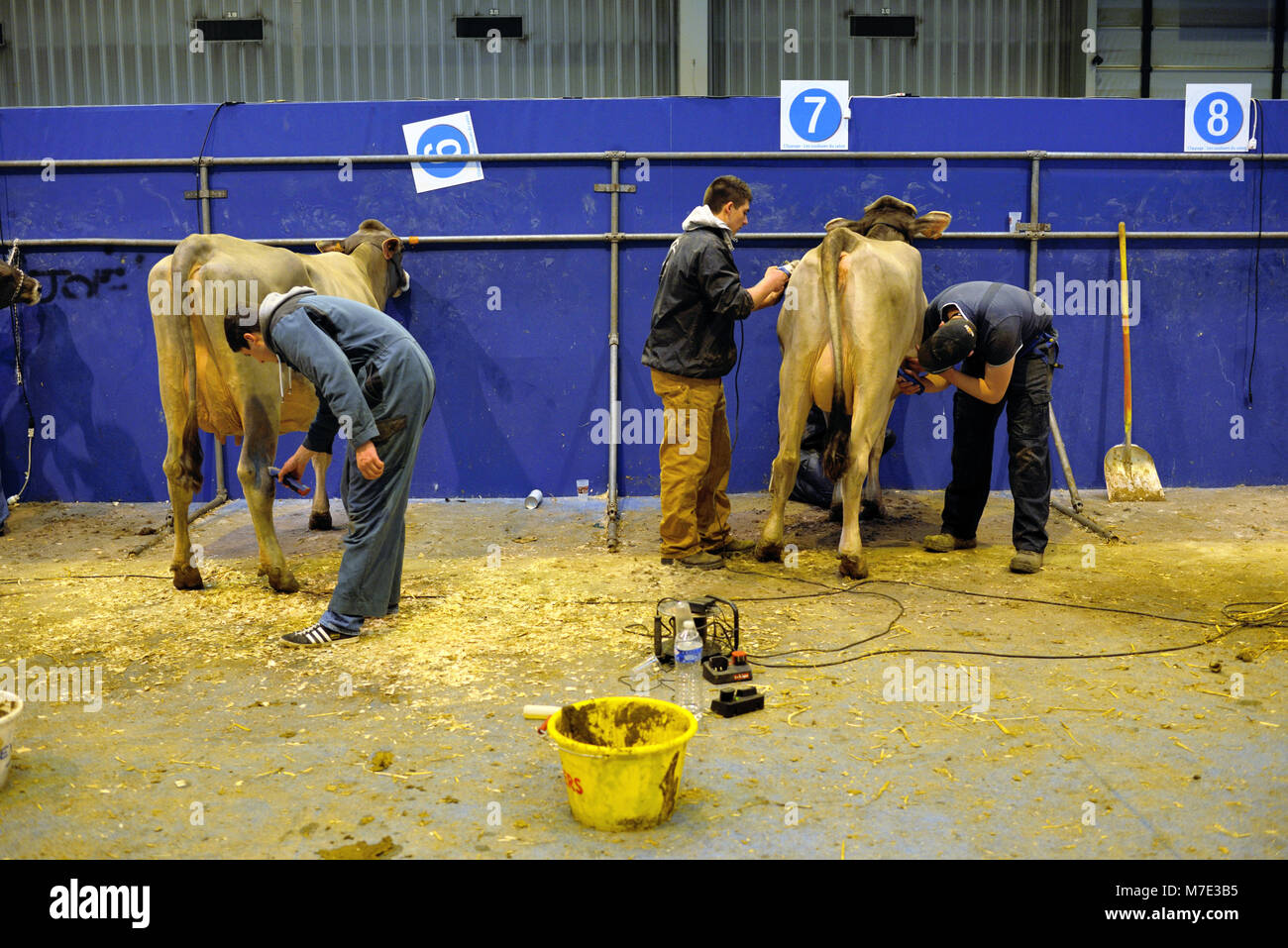 Gli allevatori di bestiame Clip e preparare il loro premio vacche a Parigi Fiera agricola internazionale, o Salon International de l'Agriculture (ISA) Parigi Francia Foto Stock