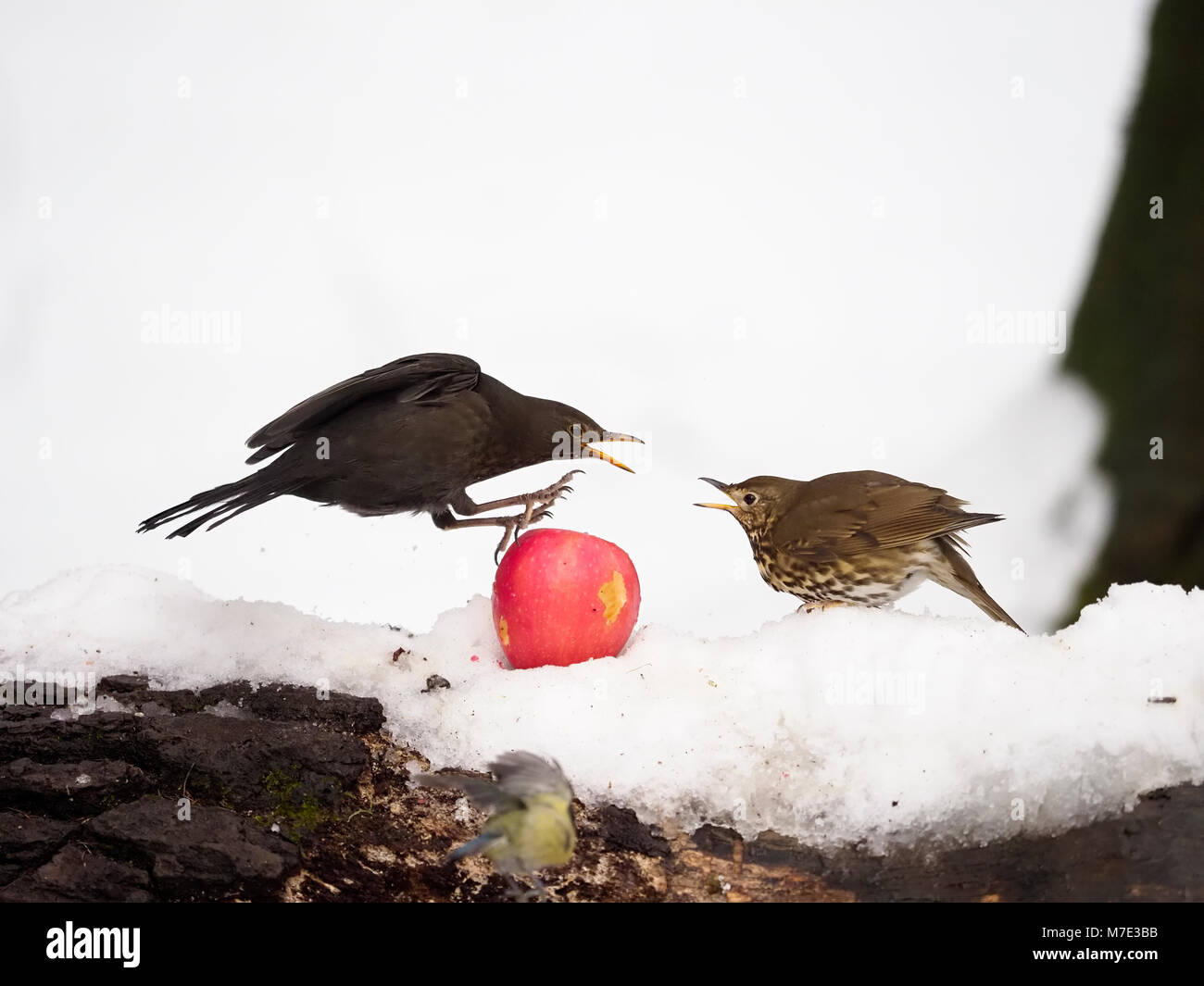 Tordo bottaccio, Turdus philomelos, singolo uccello in snow combattimenti con Blackbird, Warwickshire, Marzo 2018 Foto Stock