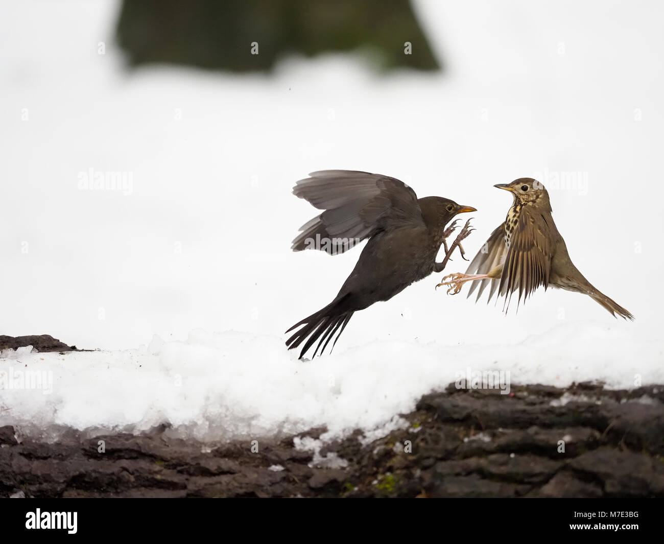 Tordo bottaccio, Turdus philomelos, singolo uccello in snow combattimenti con Blackbird, Warwickshire, Marzo 2018 Foto Stock