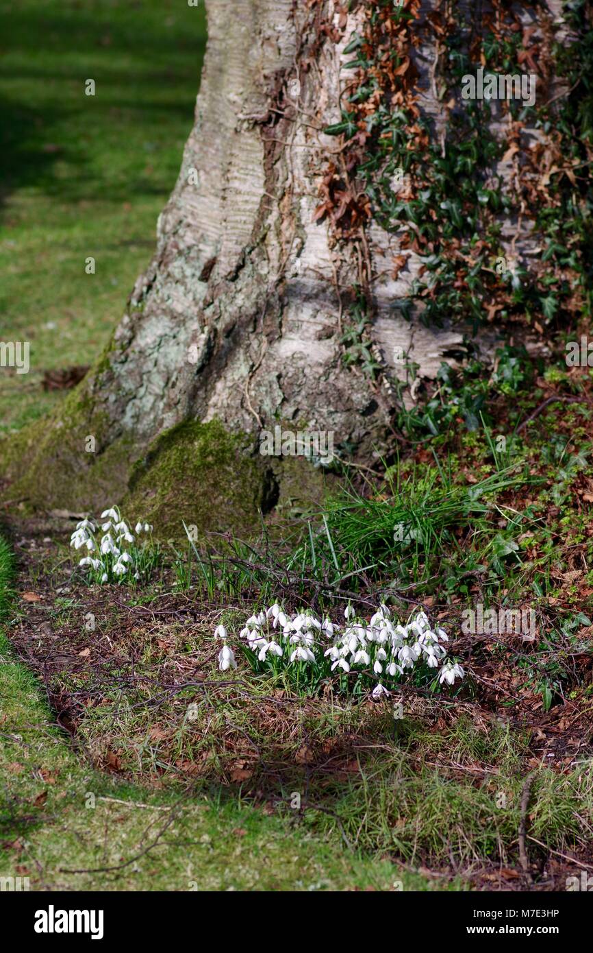 Snowdrops Spring (Galanthus) crescente in Cruickshank Giardino Botanico dell'Università di Aberdeen, Scozia, Regno Unito. Foto Stock